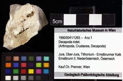 Foto (Objket + Etiketten) von Decapoda indet. 